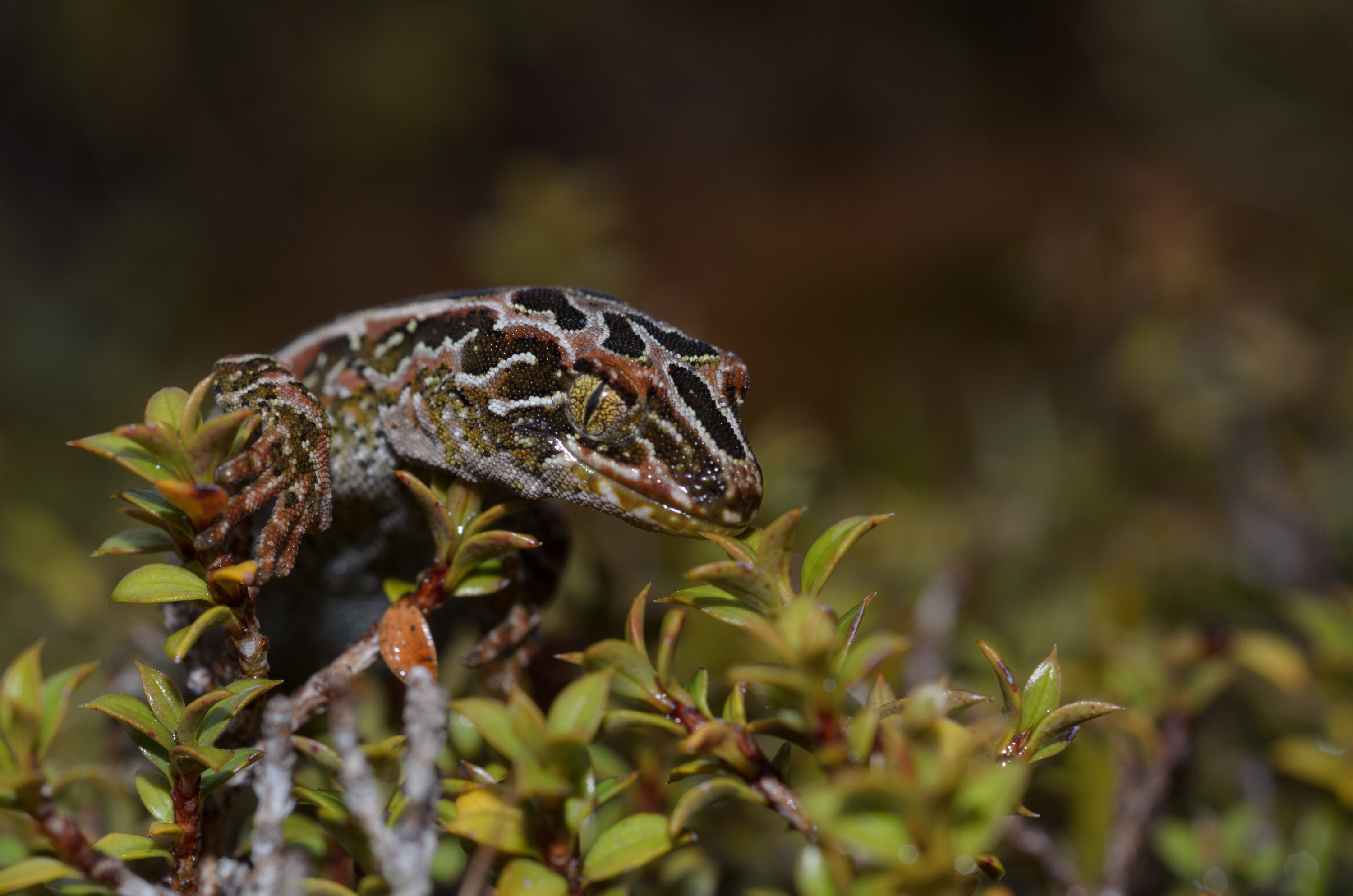 DSC_2960 – Adventure, Crispin, Hoplodactylus, Island, March 2017, National Park, New, New Zealand, Rakiura, South, Stewart, Tukutuku rakiurae, Zealand, amazing, gecko, harlequin gecko, rare, stunning